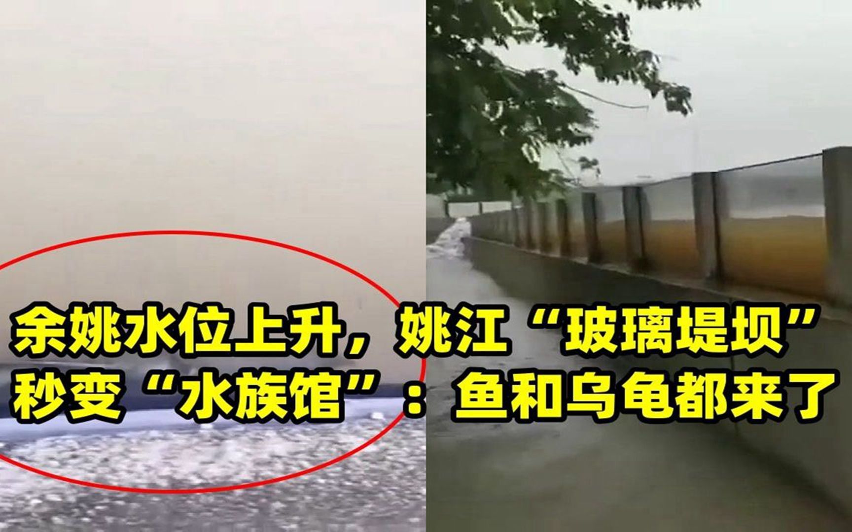 余姚水位上升,姚江"玻璃堤坝"秒变"水族馆":鱼和乌龟都来了
