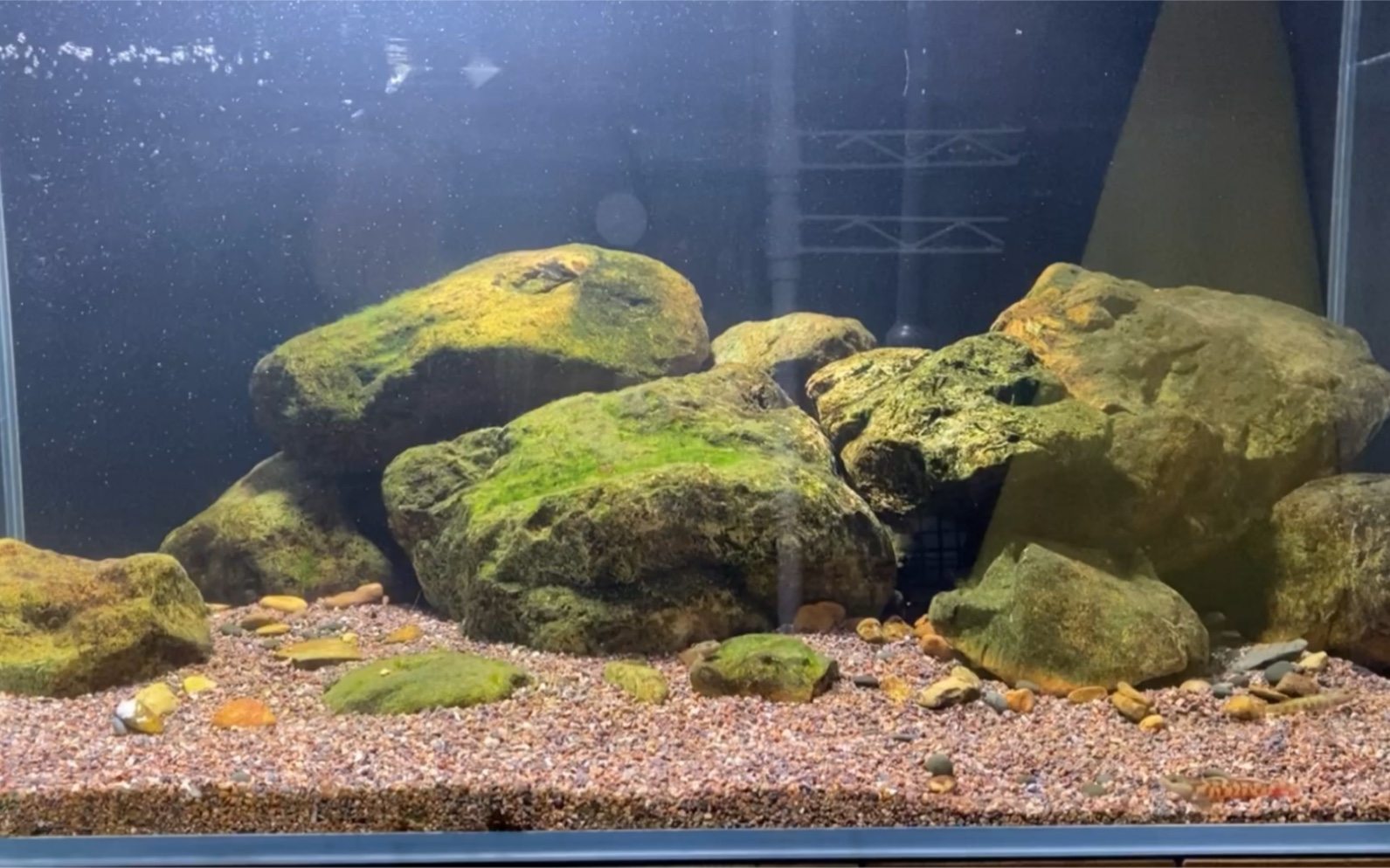 虾虎原生鱼缸,简单造景,开缸第三天 首秀!一起交流