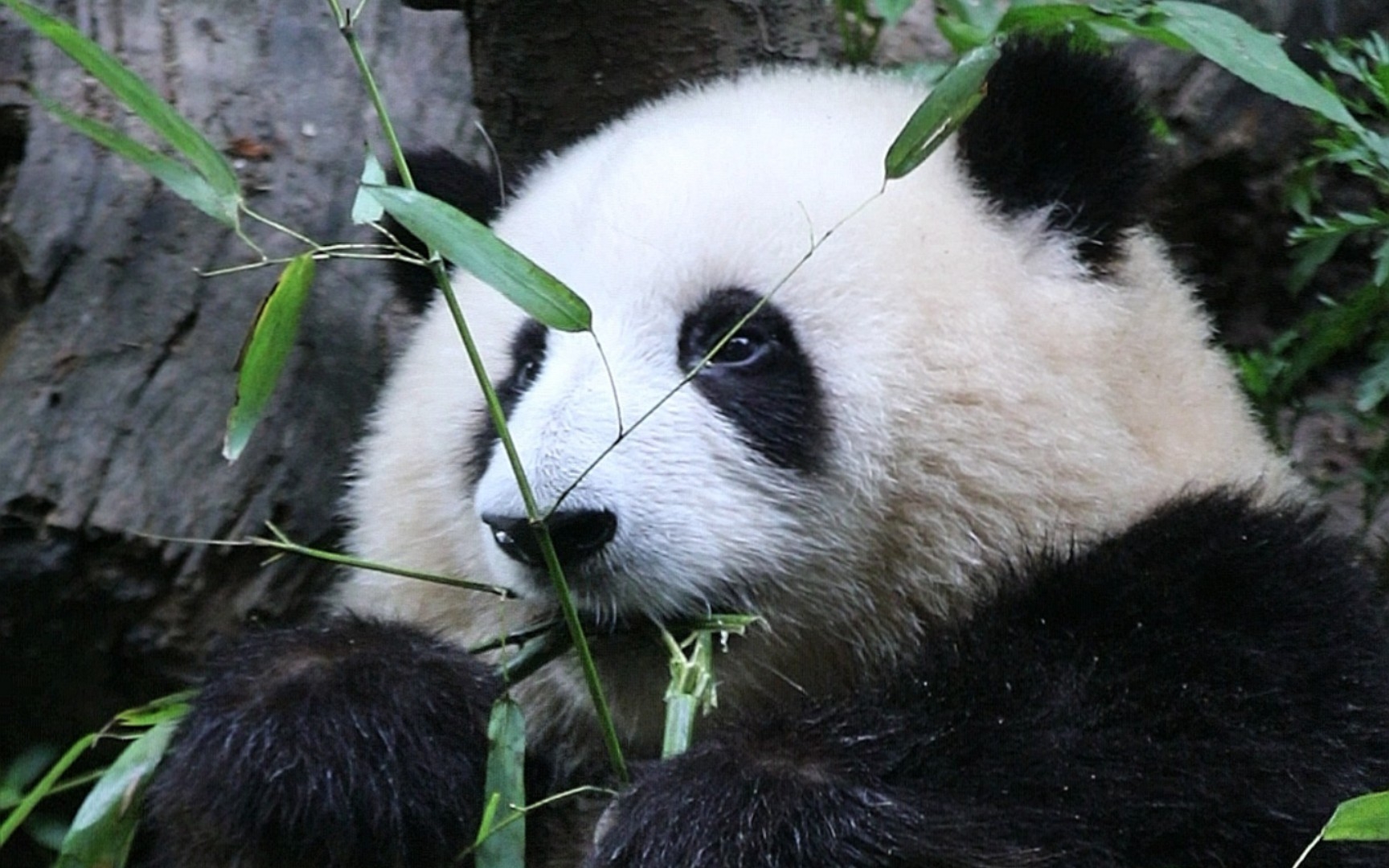 软糯花花慢慢榨汁【大熊猫和花】22夏