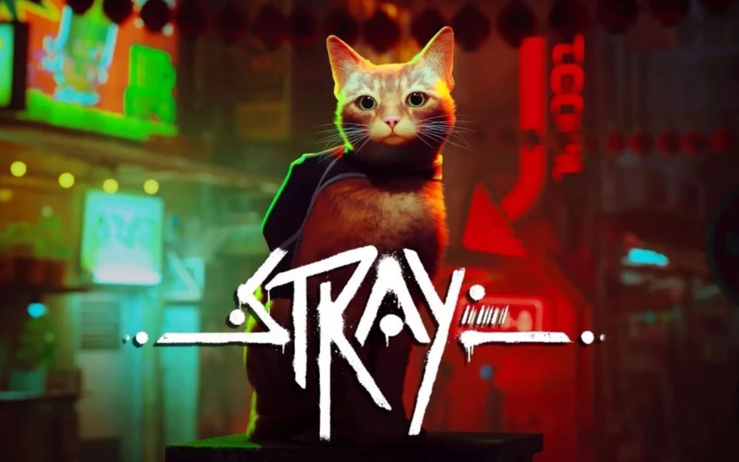 beware of stray cats图片