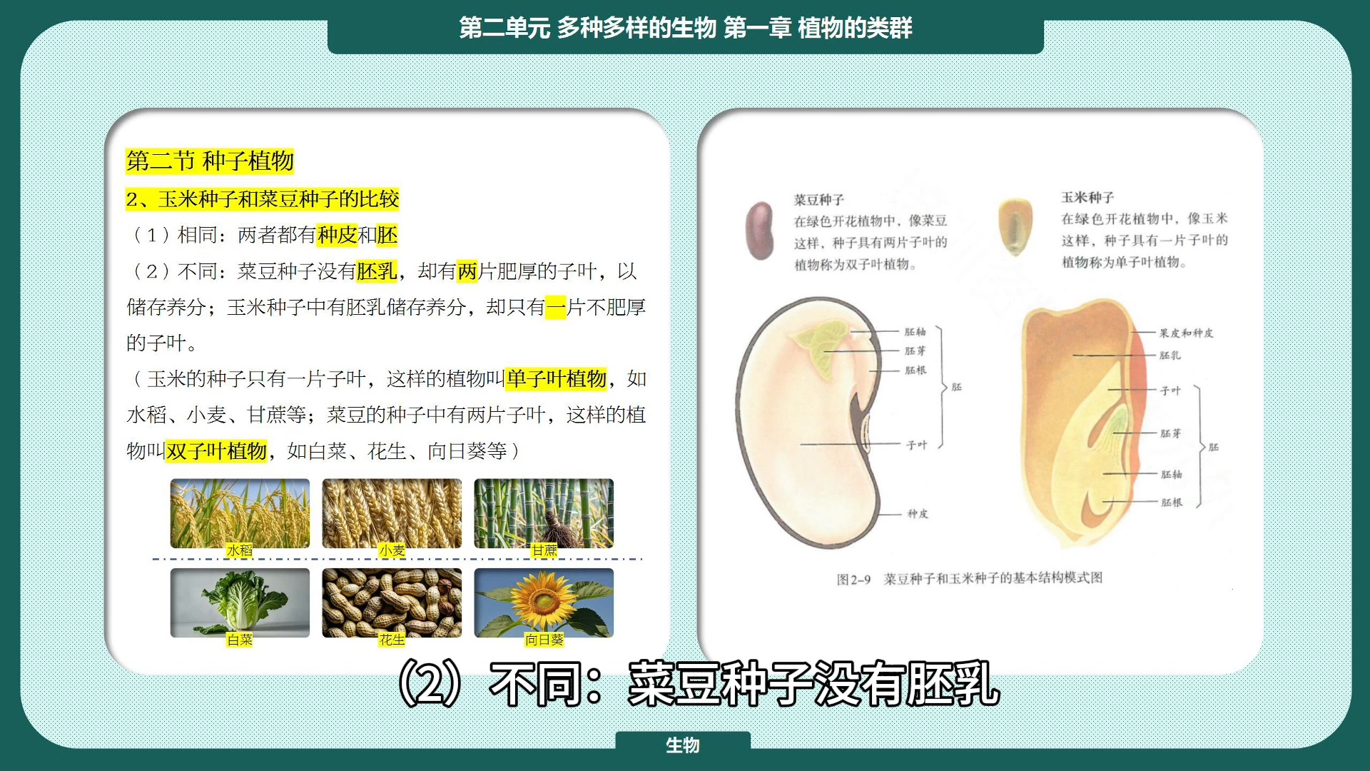 华菜豆3号大豆种子图片