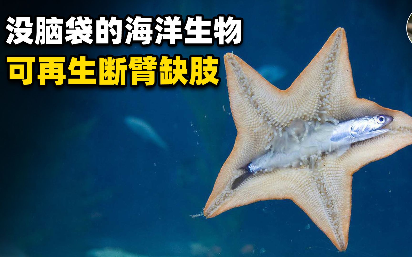 为了逃跑把胃吐出来?靠残臂也可以重生,海星生命力有多顽强?