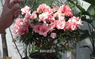 Скачать видео: 杜鹃花长势好开花旺，靠的不是施多少肥，而是这件小事情