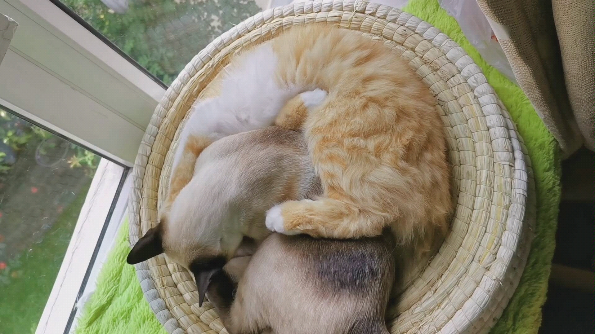 挤在一起的暹罗猫与长毛橘