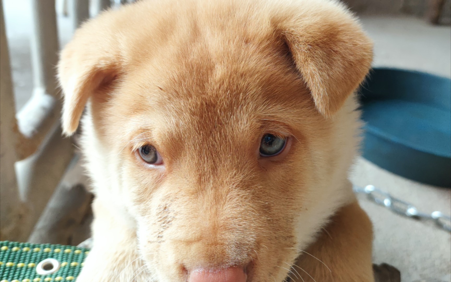 「中华田园犬」刚接回家的小奶狗之悠悠哉哉の散步_哔哩哔哩 (゜-゜)