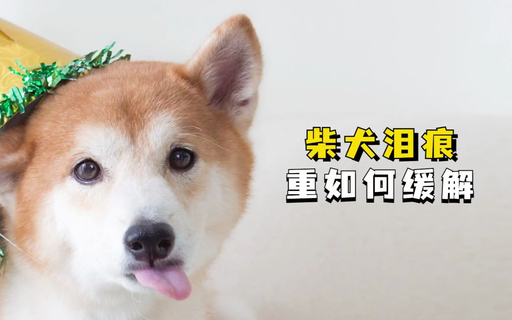 [图]柴犬泪痕严重怎么去除？6 点告诉你！