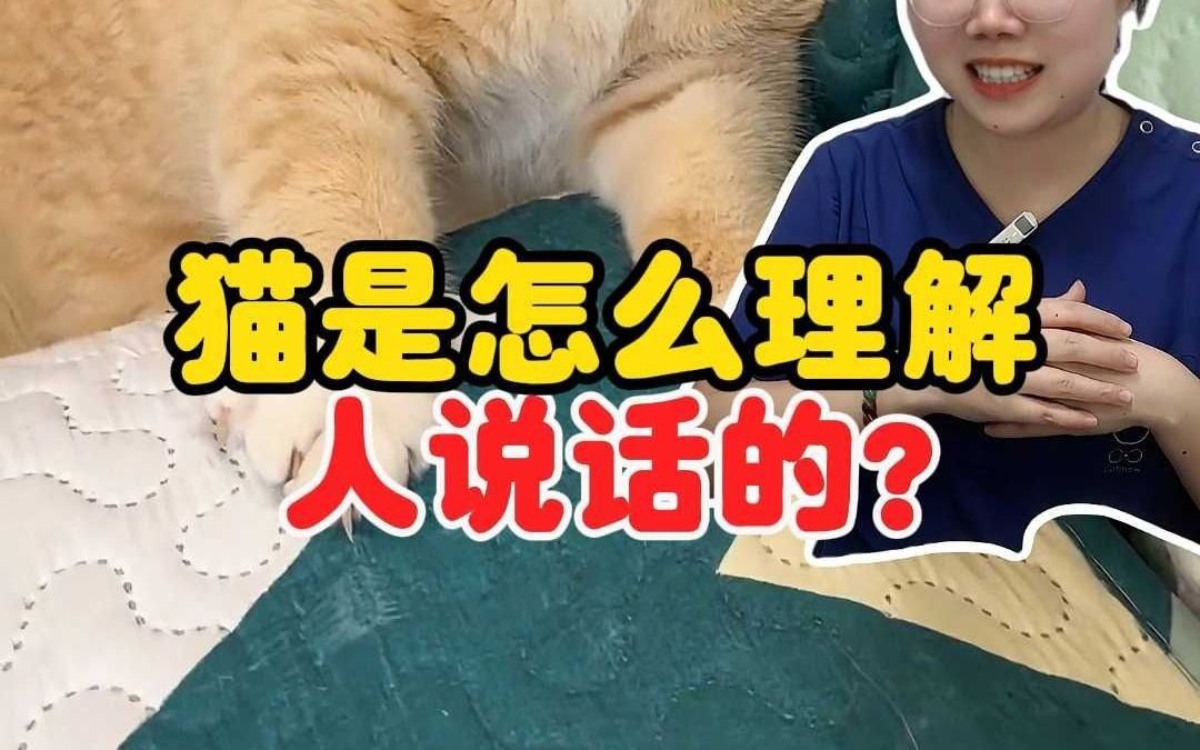 别被骗了!猫,能听懂人说哔哩哔哩bilibili