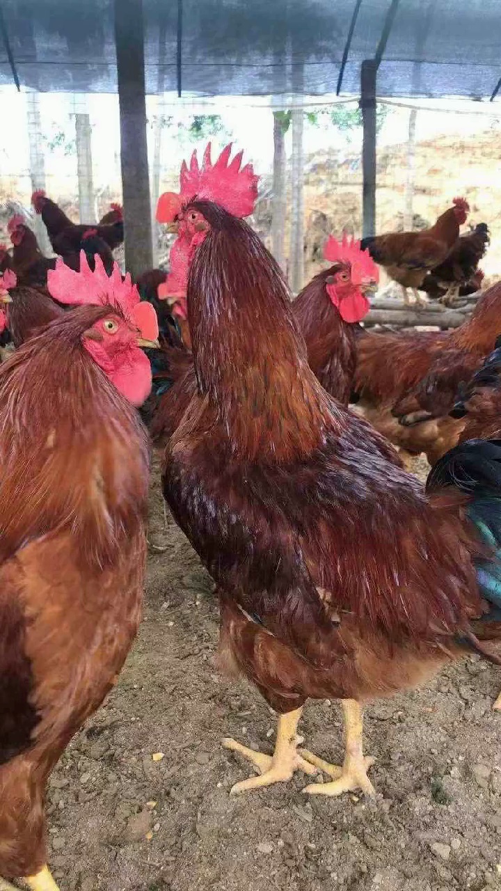 红玉鸡养殖 #脱温红玉公鸡 #内蒙古脱温红玉公鸡 #内蒙古脱温红玉公鸡
