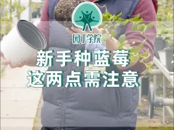 Télécharger la video: 新手不会养蓝莓？看这里就够了