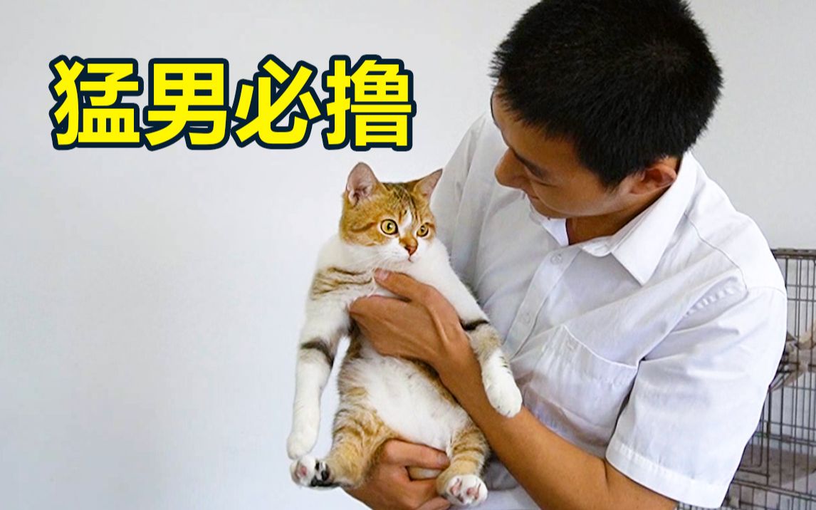 猛男保安偷偷养起了小奶猫,五个好汉三只猫,看看什么叫猛男必撸!一只猫和一个快倒闭的广告公司——第二季第23话:五个好汉三只猫哔哩哔哩bilibili