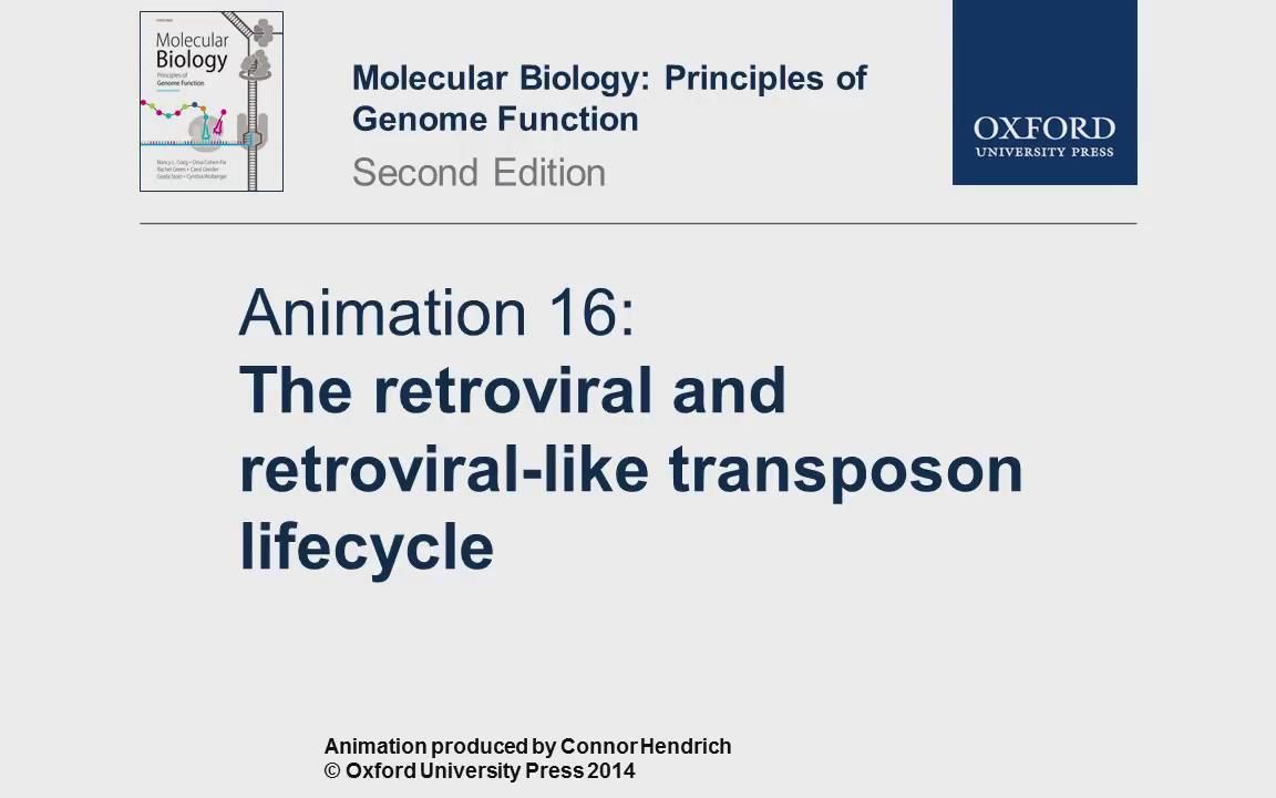 【动画】逆转录病毒和转座子 The retroviral and transposon lifecycle《分子生物学:基因功能原理》16哔哩哔哩bilibili