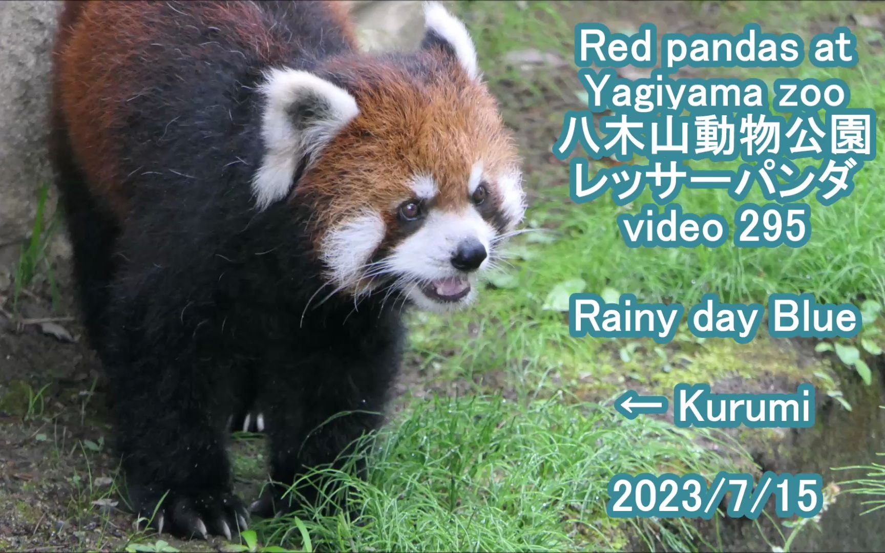 八木山动物园 可爱的小熊猫 pt.