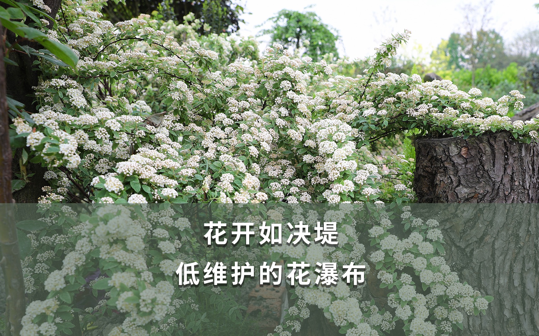【海妈植物推荐】花开如决堤,低维护的花瀑布_哔哩哔哩_bilibili
