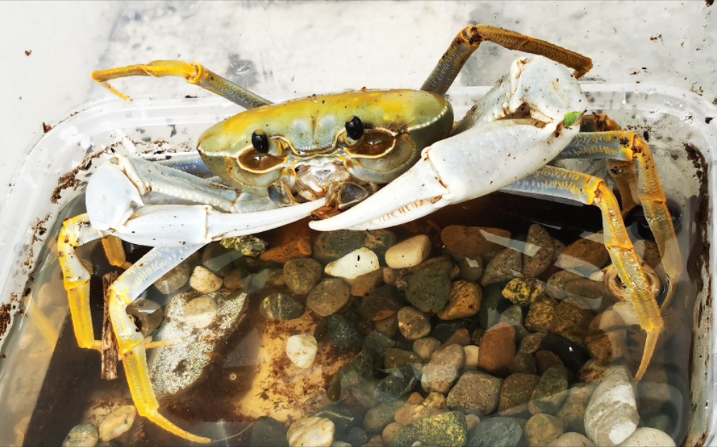 安南内溪蟹吃饭