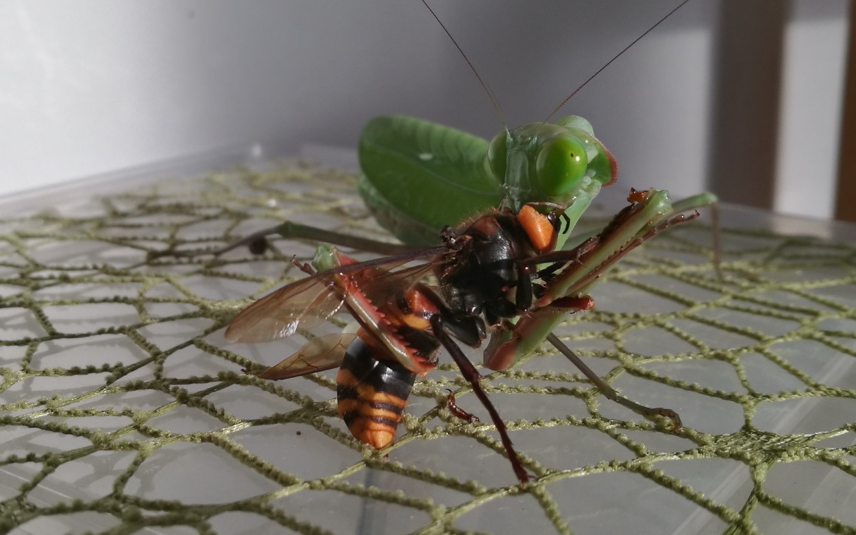 喂食澳洲斧螳捕食金环胡蜂