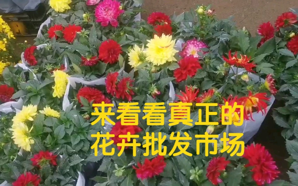 [图]早上去花卉市场，北方最大的花卉苗木基地，各种花卉应有尽有