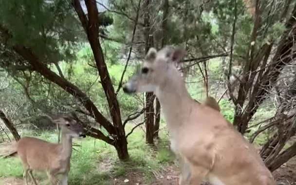 [图]鹿是怎么护食的？