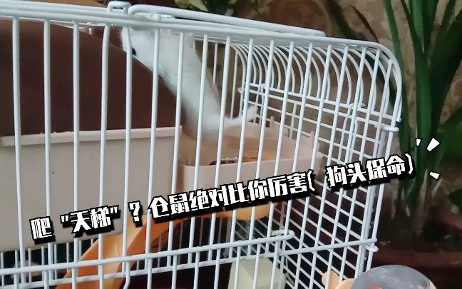 【仓鼠】爬笼子(可能想越狱?