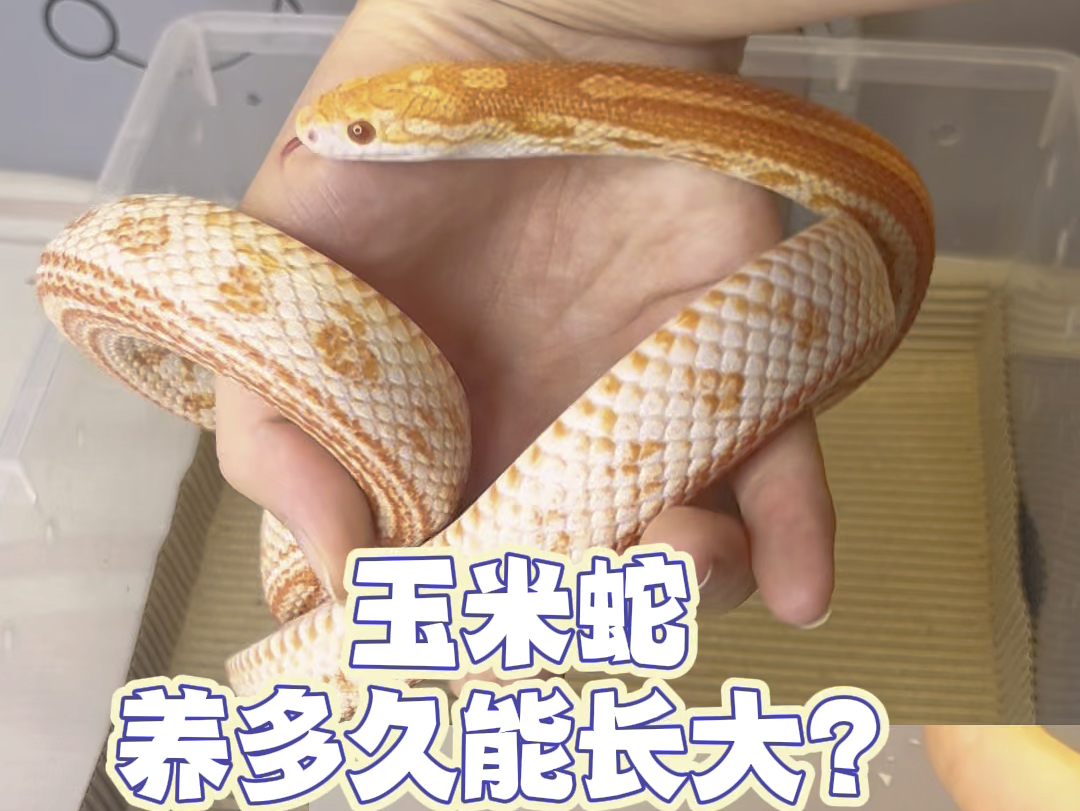 玉米蛇生长周期多长
