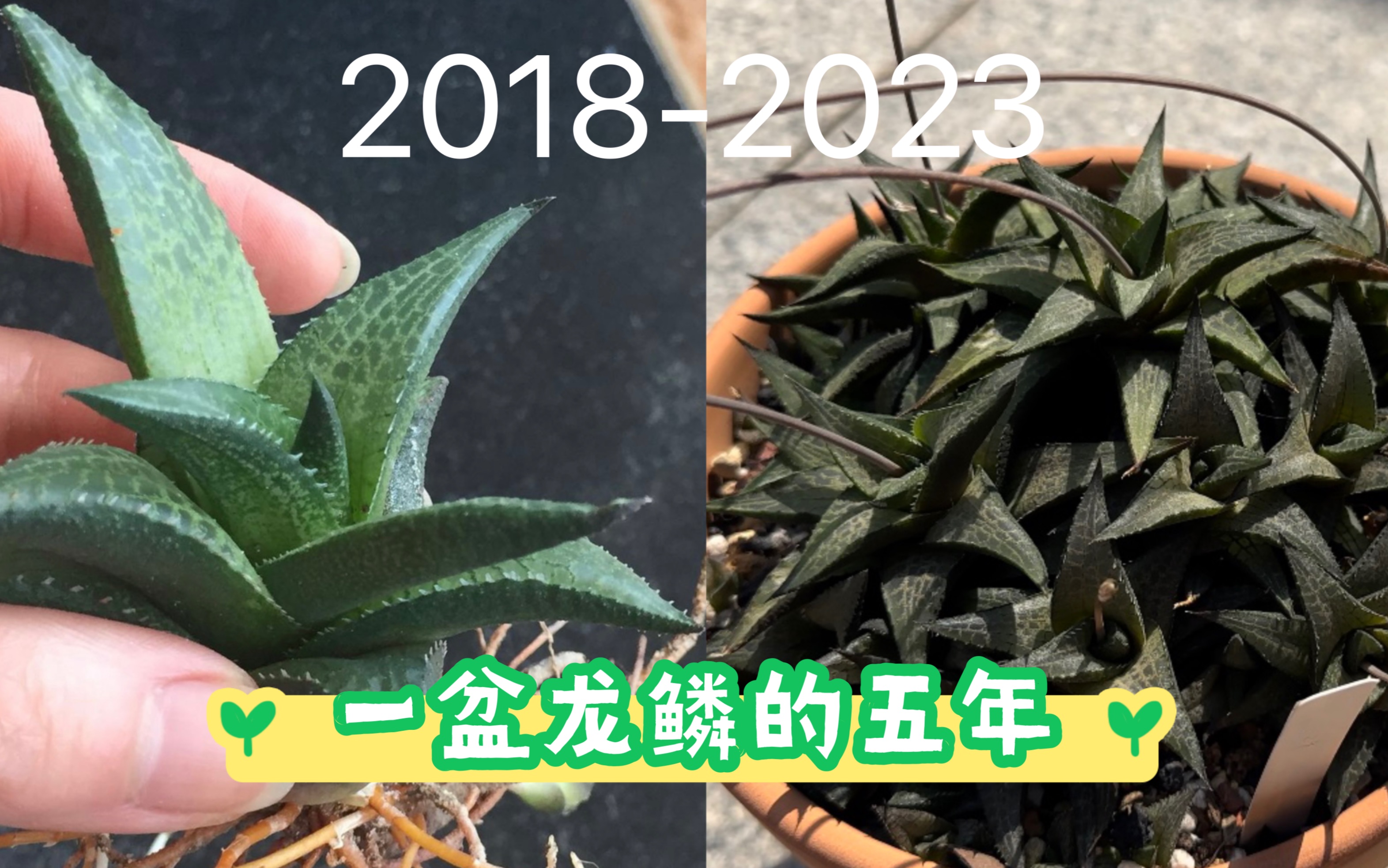 5块钱买的龙鳞,用了五年时间让它爆盆!安利最好养的十二卷多肉品种哔哩哔哩bilibili