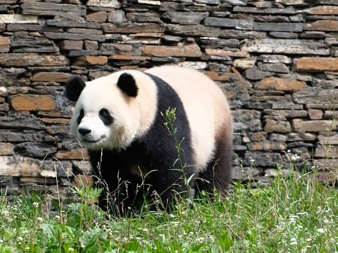 熊猫掌力多大图片