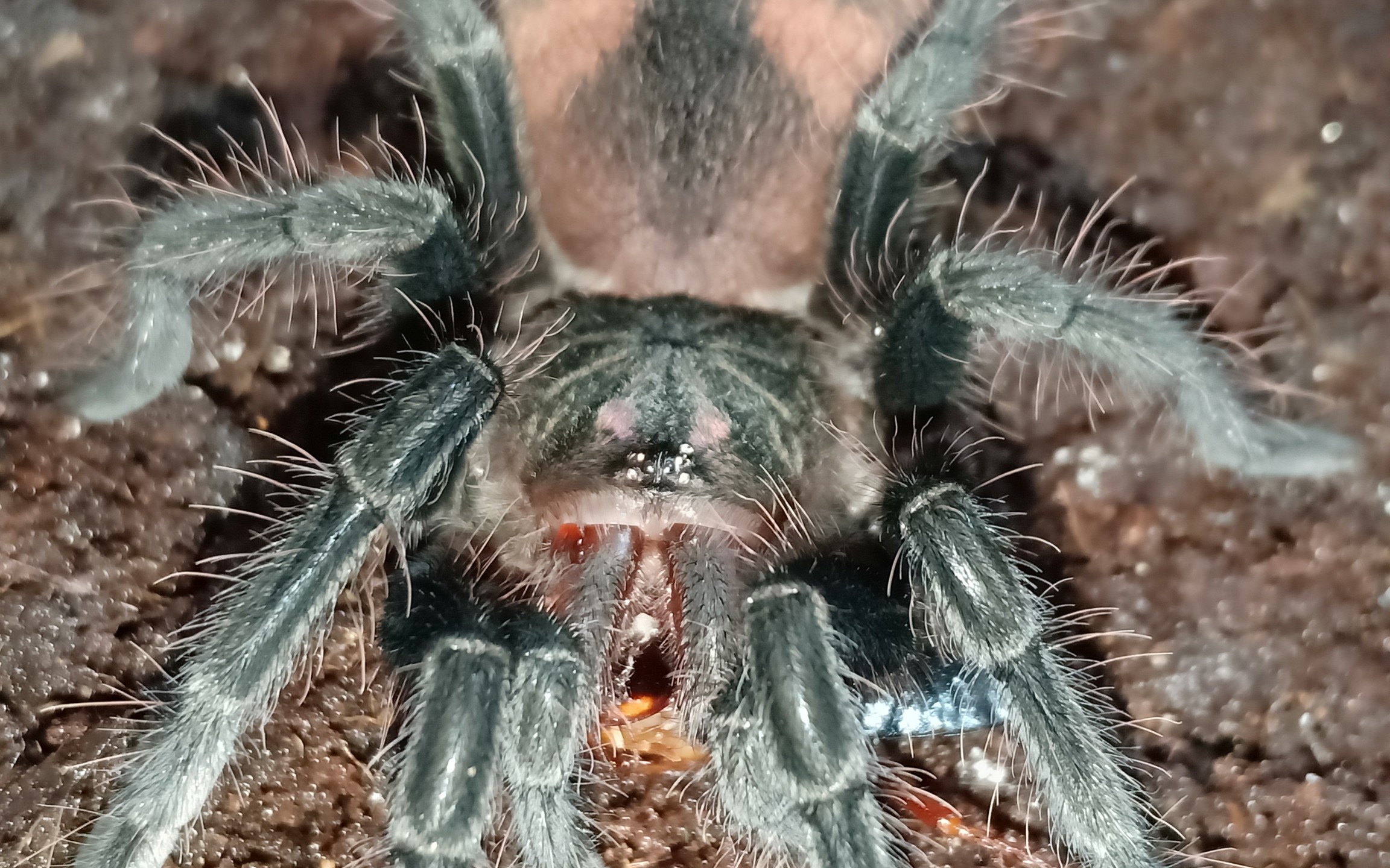 巴西粉红捕鸟蛛喂食