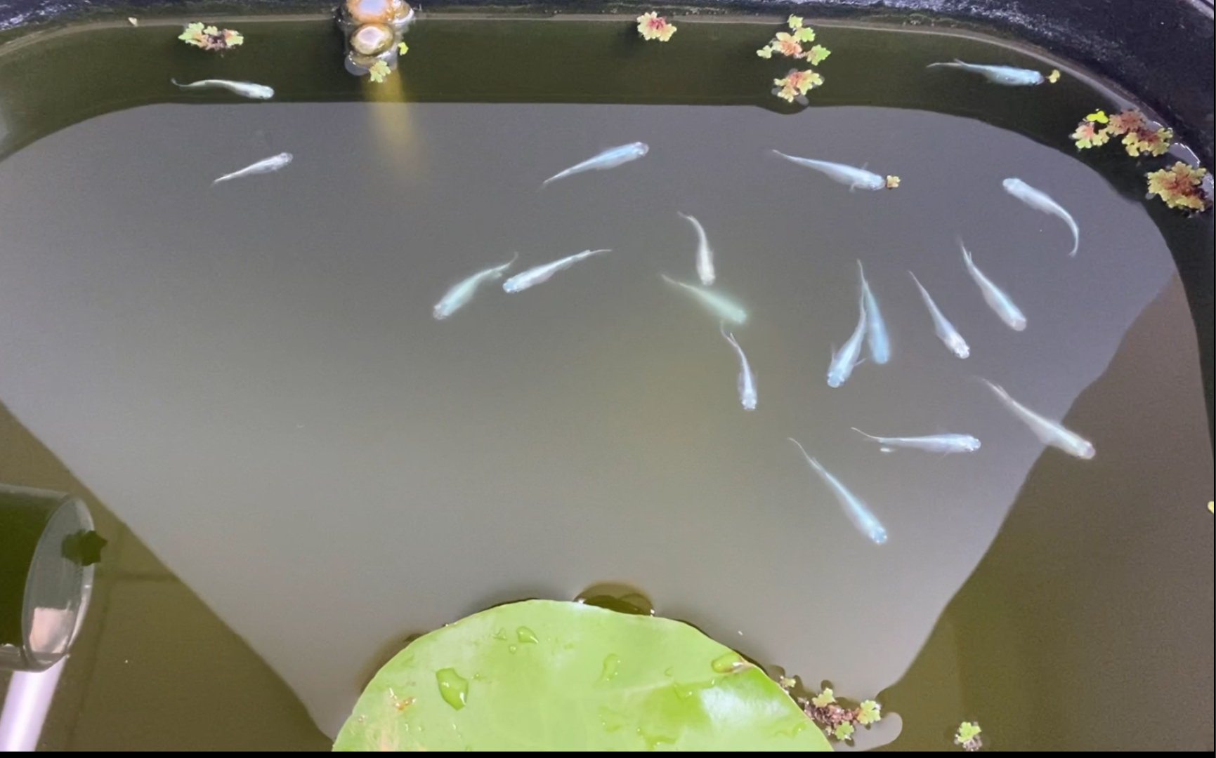 【观背青鳉】放点浮萍,结果鱼第一反应是吃