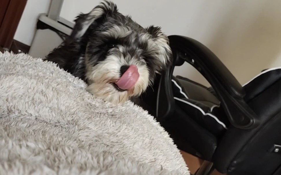 狗头趴在主人的屁股上颠狗雪纳瑞