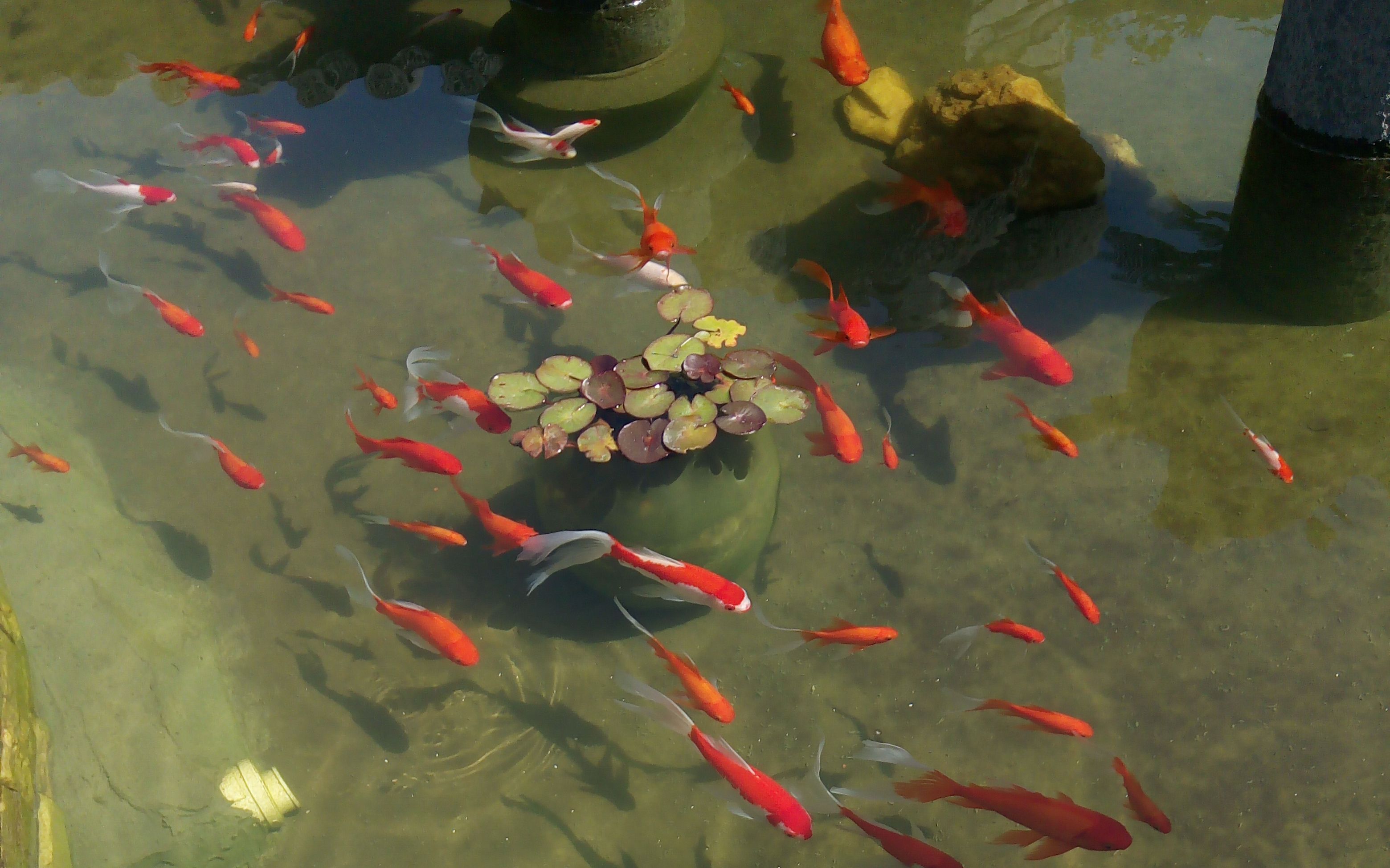 户外鱼池中过滤和水草都很重要_哔哩哔哩 (゜-゜)つロ 干杯~-bilibili