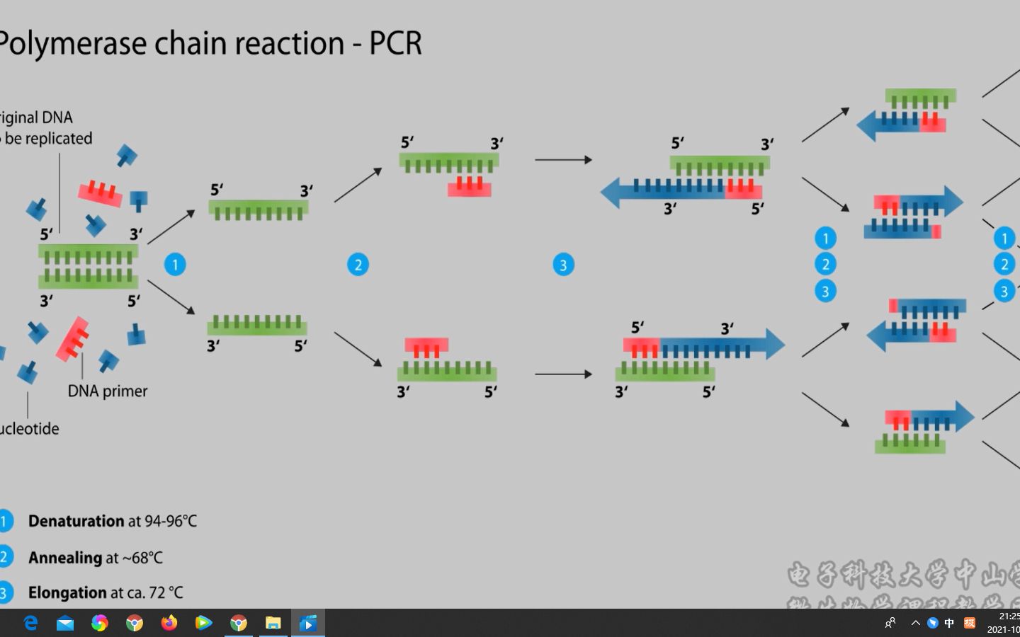 PCR技术(聚合酶链式反应)哔哩哔哩bilibili