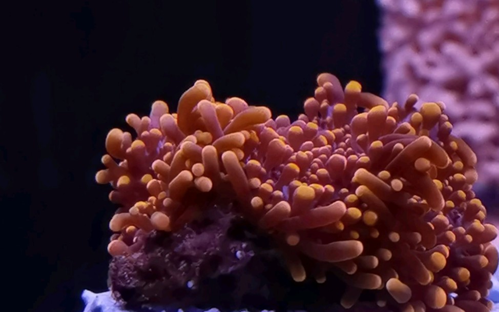 ricordeayuma菇珊瑚