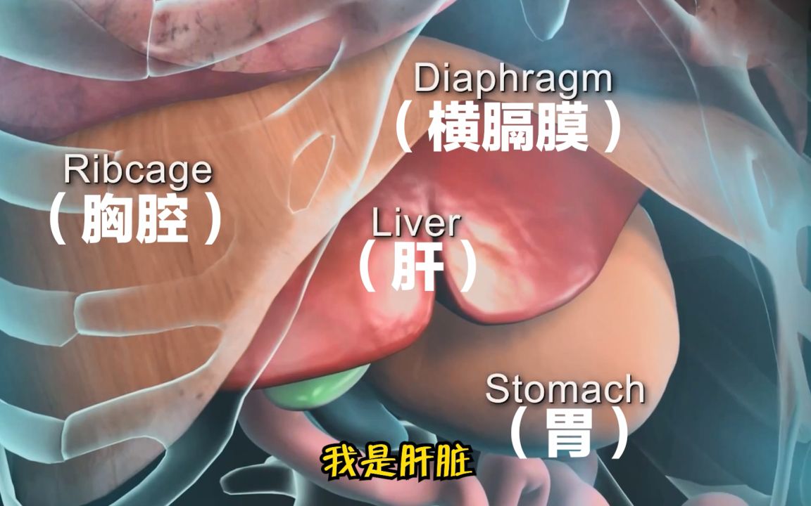 [图]来自肝脏的自白：主人，我还是你的心肝宝贝吗?