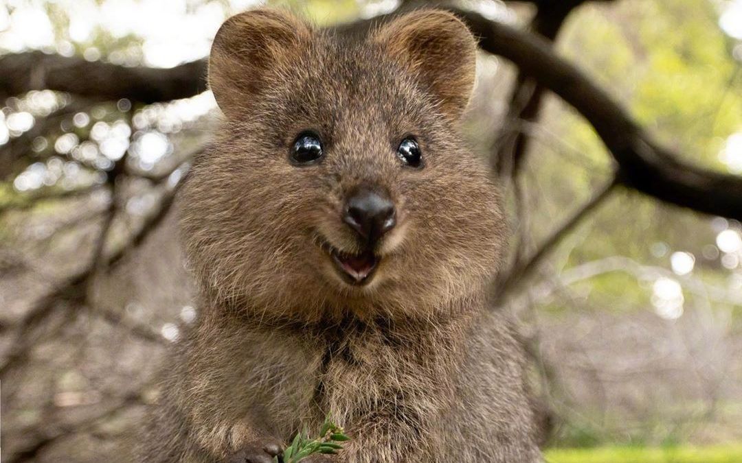 【マスクにゃんニュース】太可爱了, 世界上最幸福的的动物短尾矮袋鼠