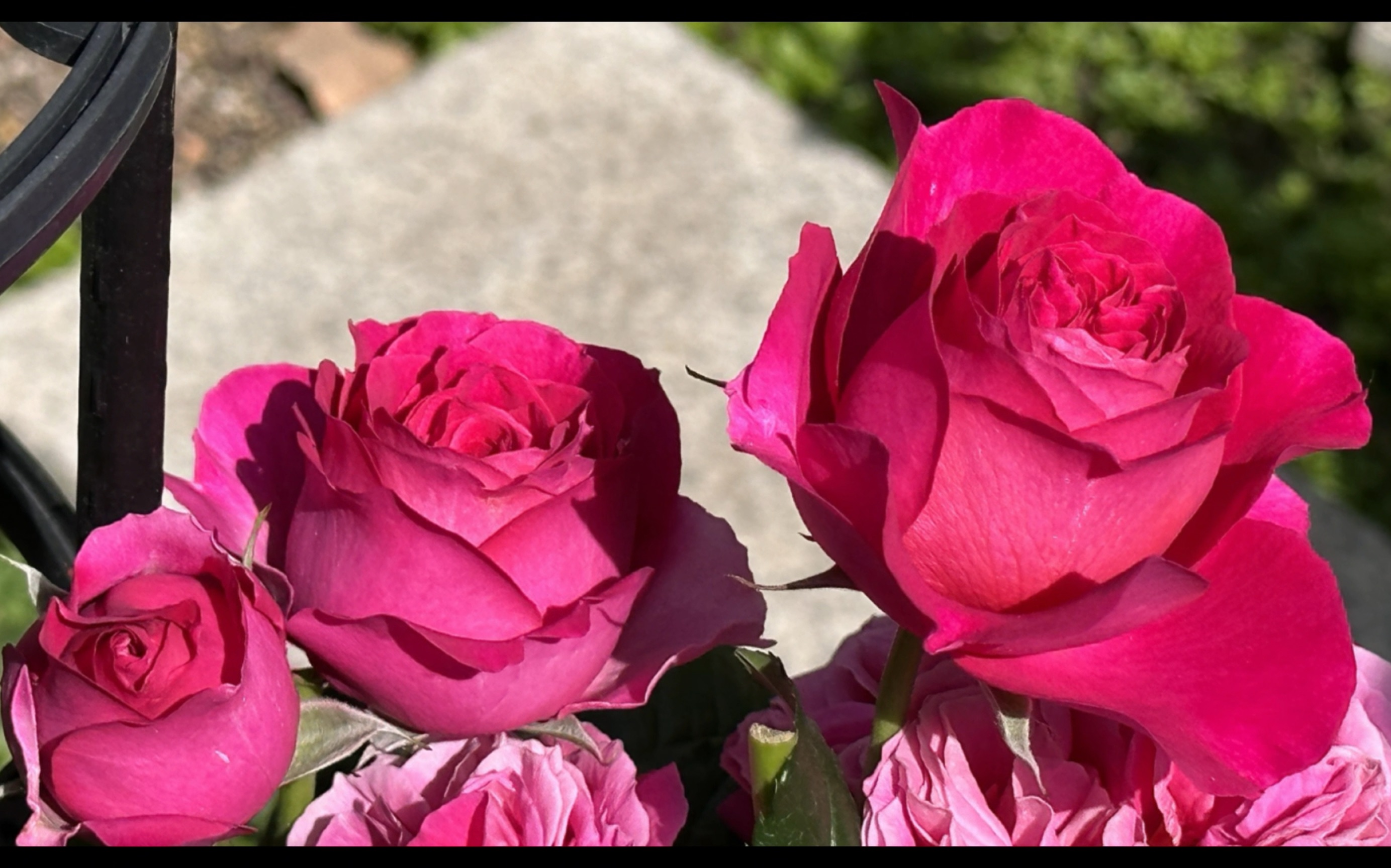 月季凯特今年的总体表现