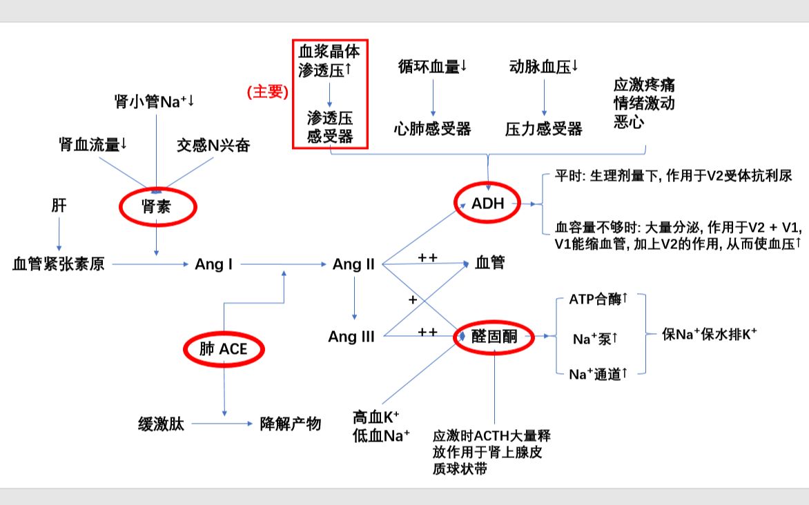 生理学重难点1: rass系统及其衍生