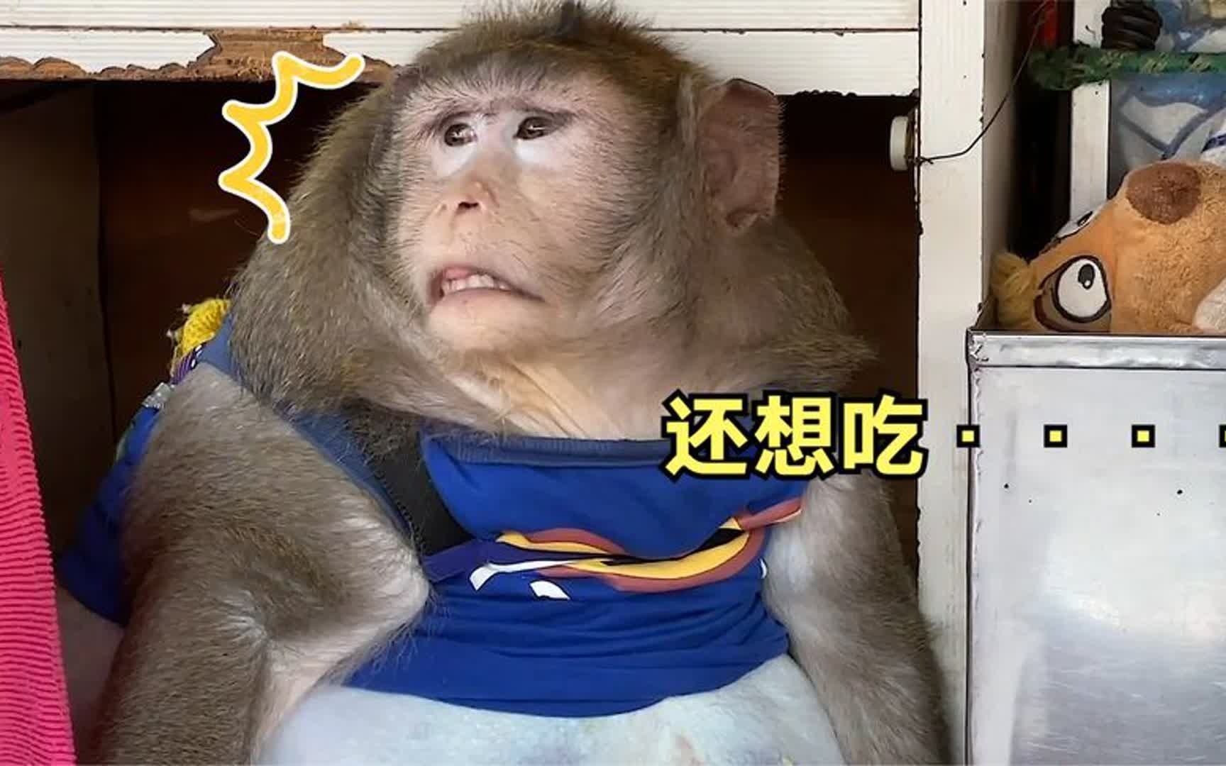 搞笑!泰国猴子好吃懒惰,体重严重超标,被当地人送去减肥