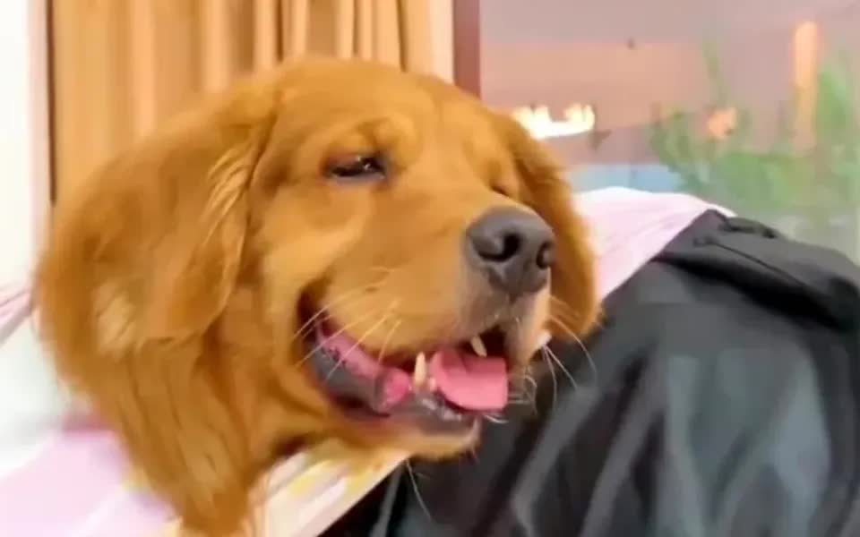 网红金毛轮胎和主人日常生活集锦,好可爱的一只汪星人,萌萌哒