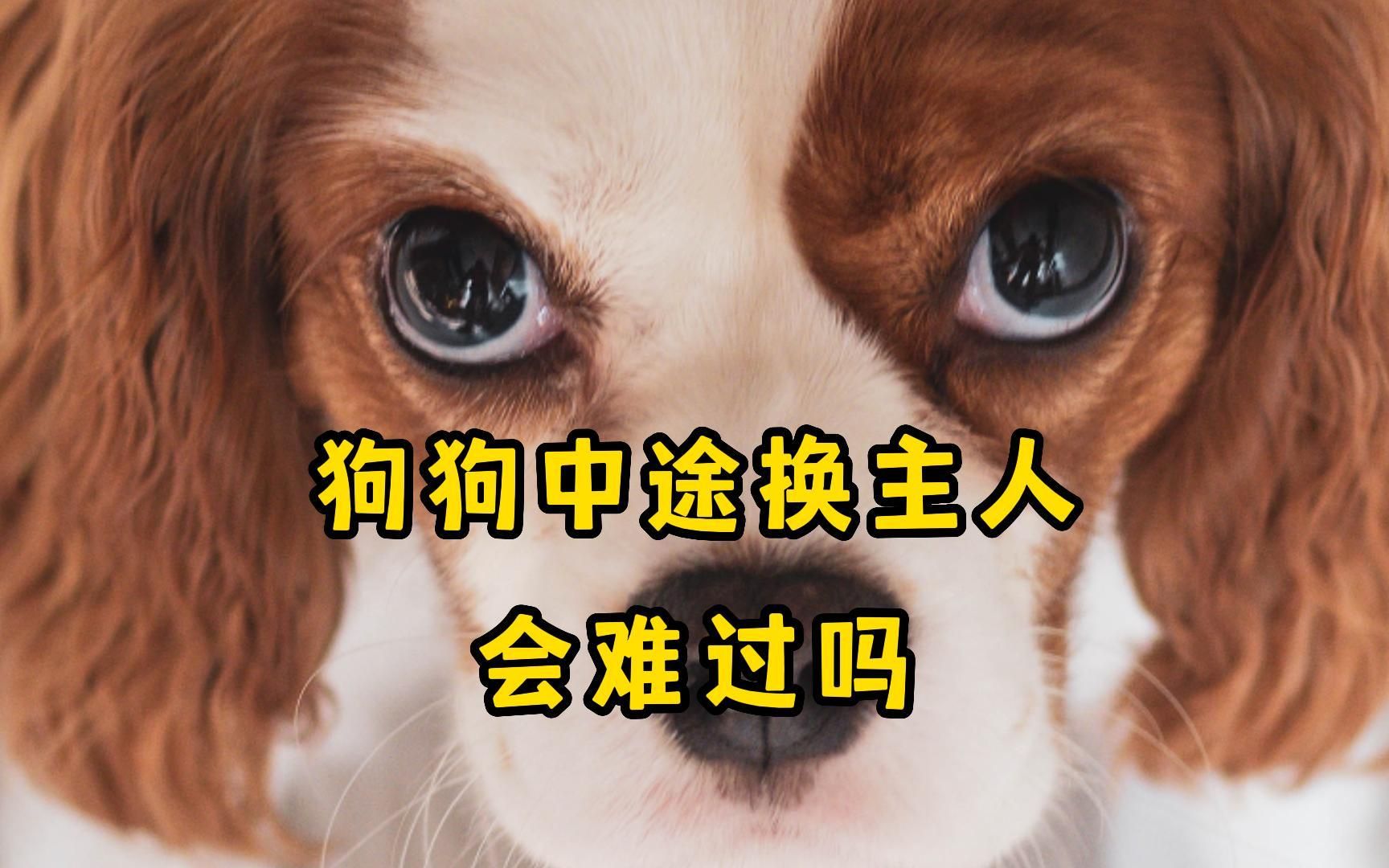 狗狗中途换了主人会感到伤心吗?看哭了!哔哩哔哩bilibili