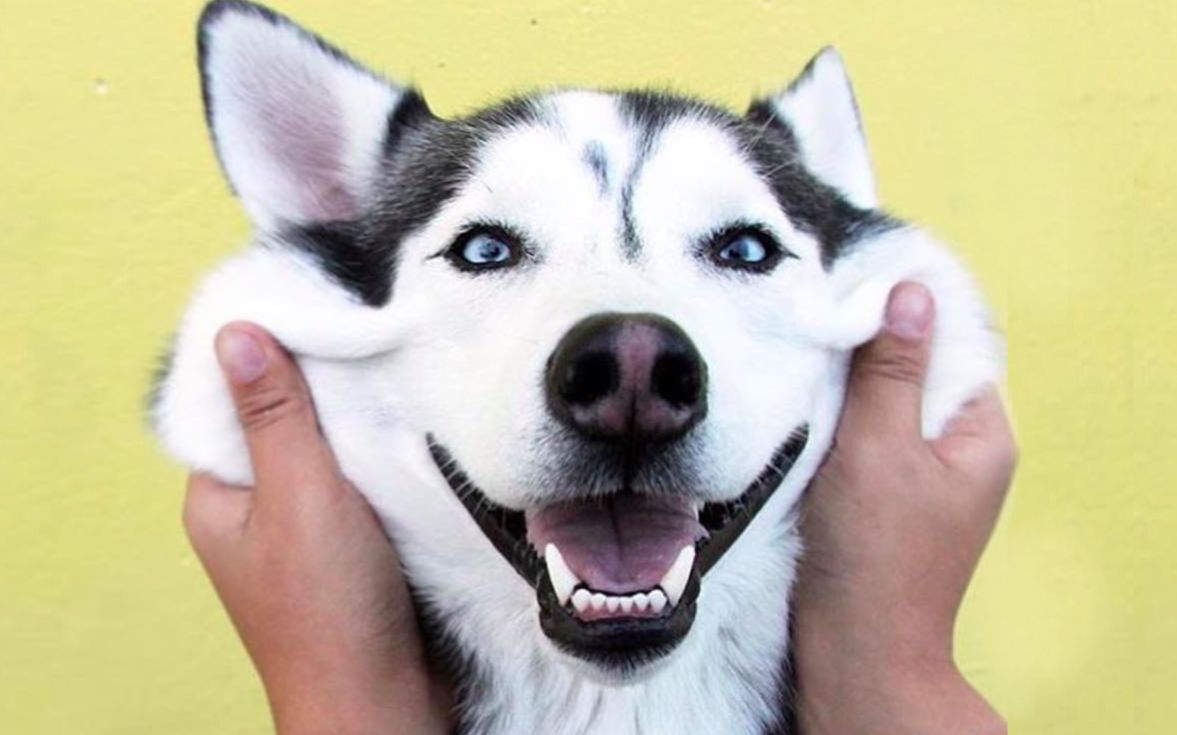 听说,哈士奇能治疗抑郁?【宠语小课堂 ep05】