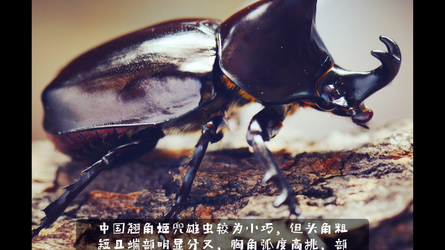 水甲虫的功效与作用(水甲虫的功效与作用:抗氧化,美容,防辐射)