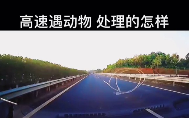 [图]高速公路上遭遇小动物，你觉得视频车司机处理的怎么样 #汽车 #集结吧光合创作者