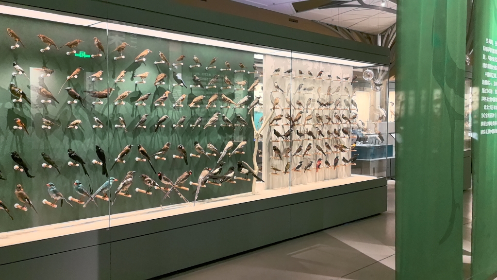 武汉大学万林博物馆-鸟类展区