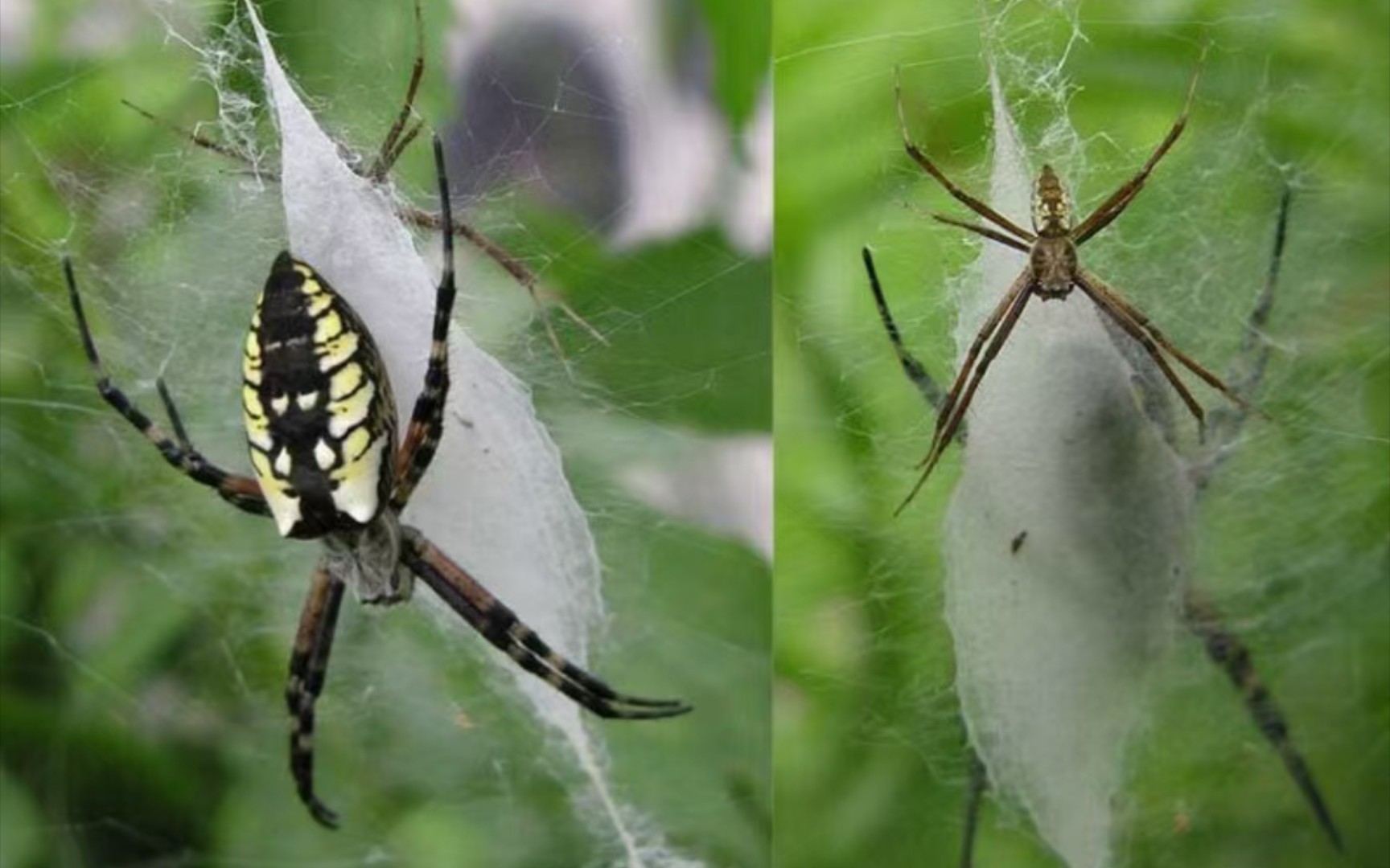 [转载]金蛛 Argiope aurantia捕食哔哩哔哩bilibili