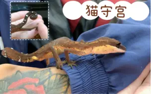 下载视频: 超特别的猫守宫，你们见过吗？