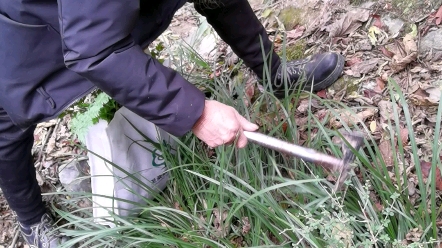 [图]师父名老中医、非遗传承人蔡锦芳讲解石菖蒲、九节菖蒲