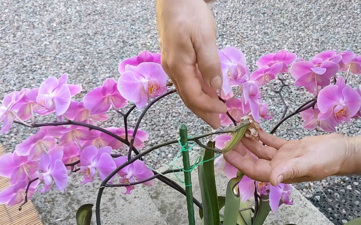 花匠师Orchid兰花种子的采集方法哔哩哔哩bilibili