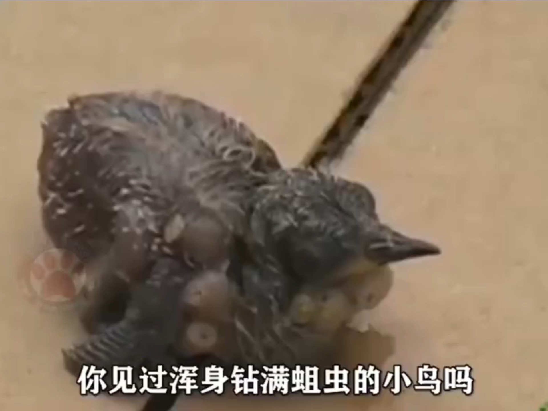 男子救下满身蛆虫的小鸟,医生从它体内夹出惊人数量!