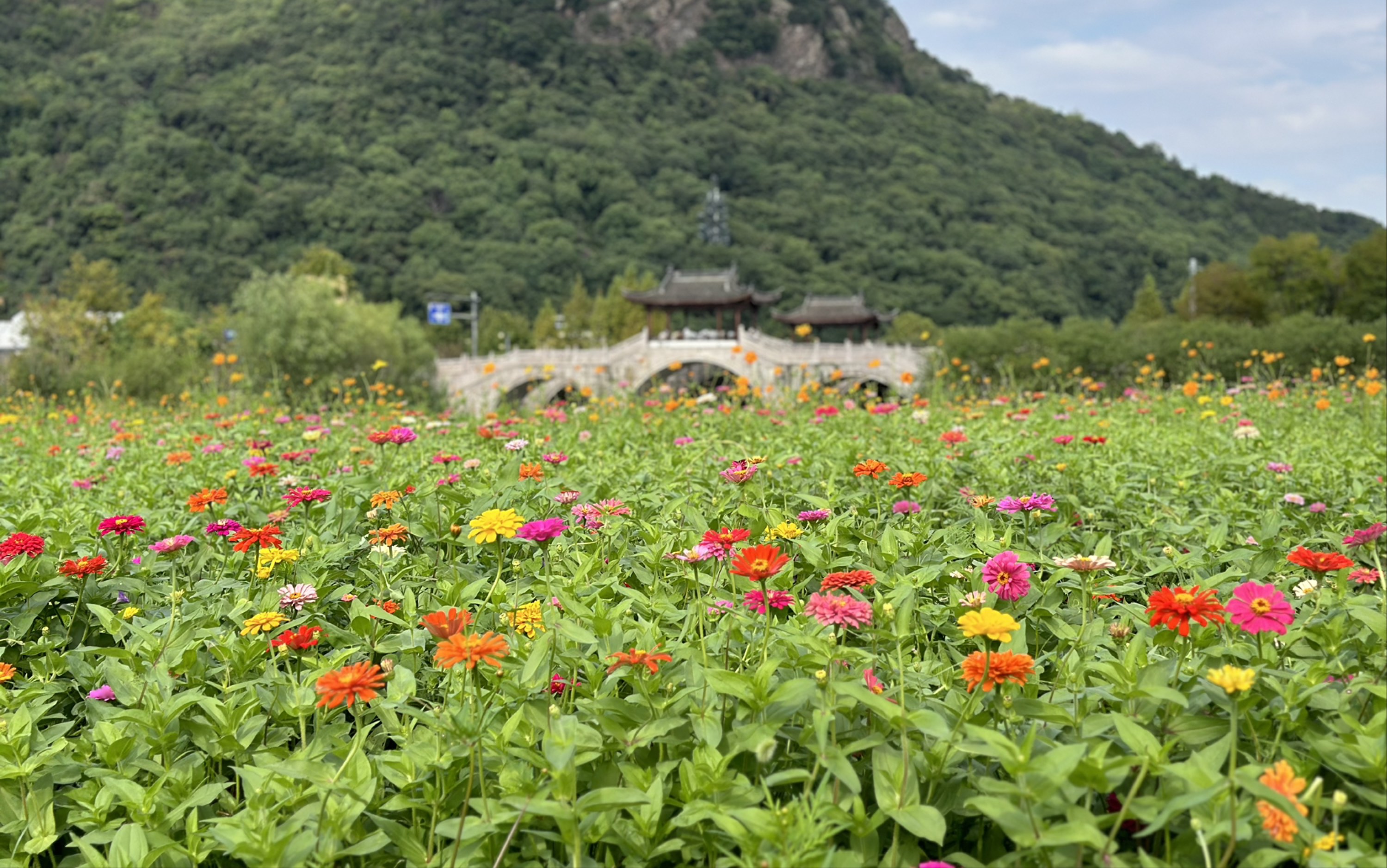 萧山湘湖花海图片