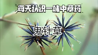 Descargar video: 鬼针草，童年时最讨厌的一种植物，你的衣服粘到过吗