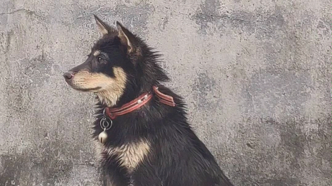 【中华田园犬】帅狗子∪11ω11∪_哔哩哔哩 (゜-゜)つロ 干杯